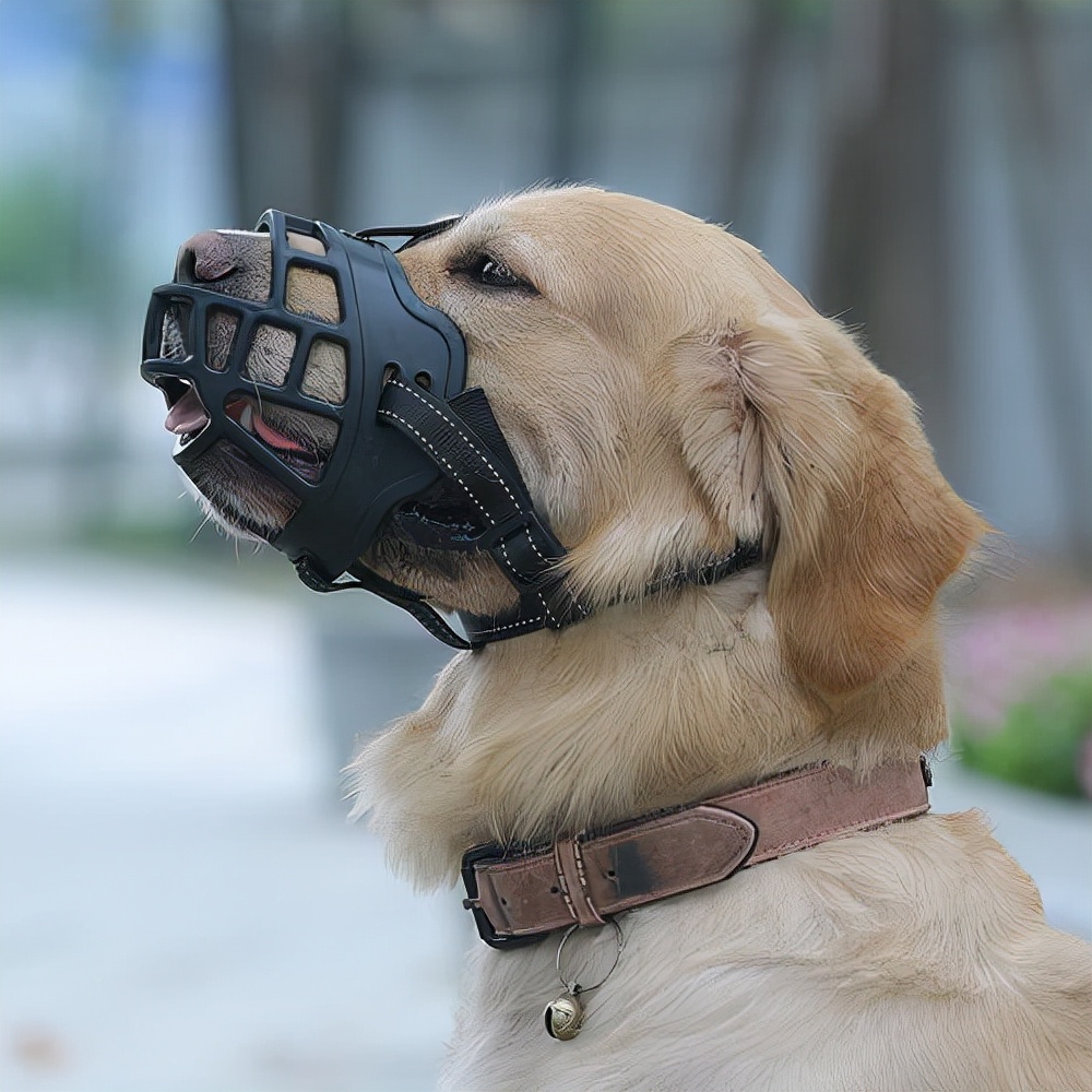 “舔尿道口”=“恶心”？主人你错了，看完赶紧重视起来