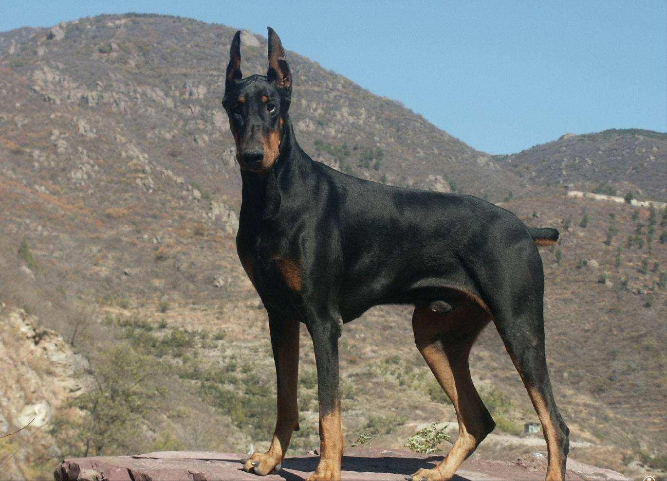 农村最适合看家护院的土狗,什么狗镇宅又好养