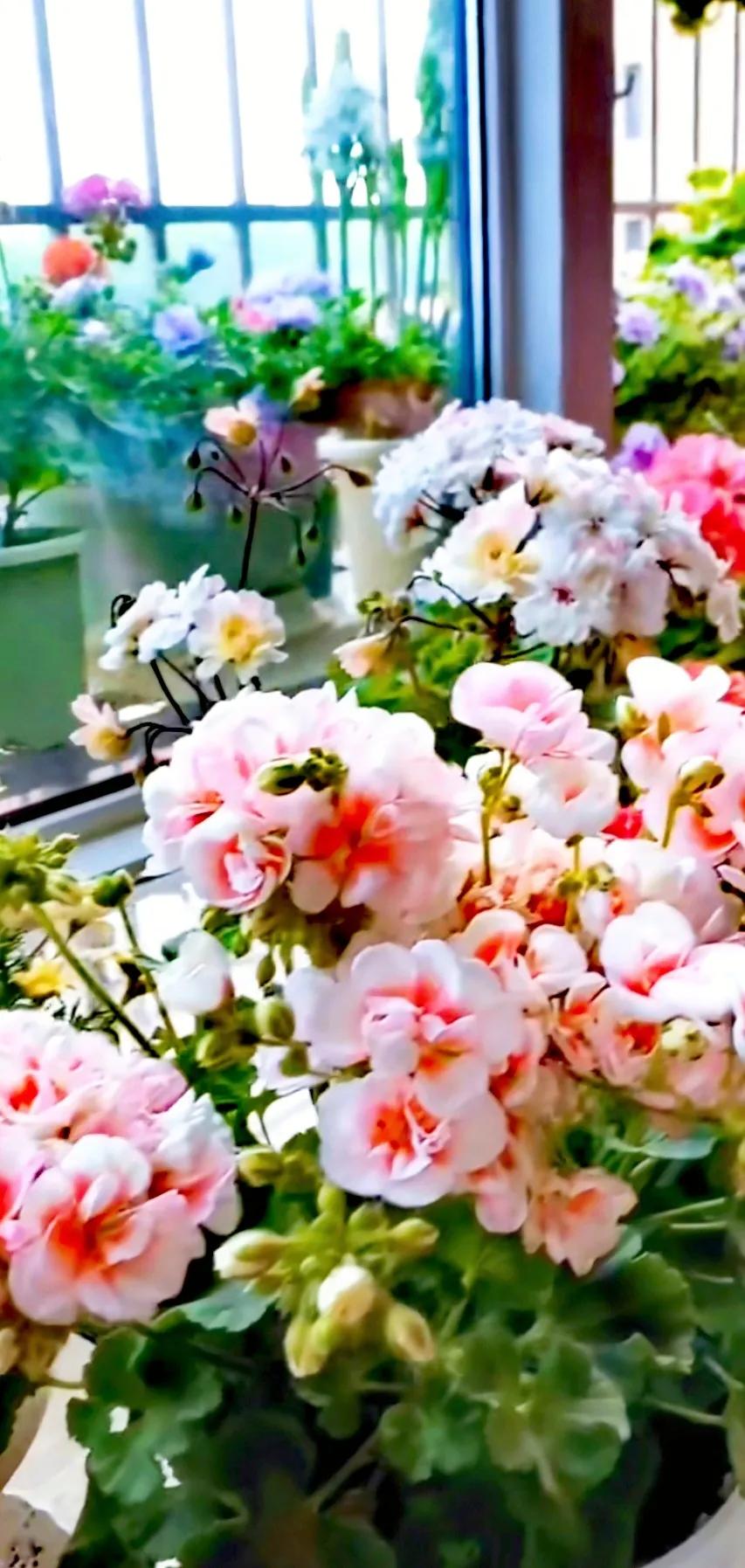 分享精美花朵图片,分享春天的图片大全