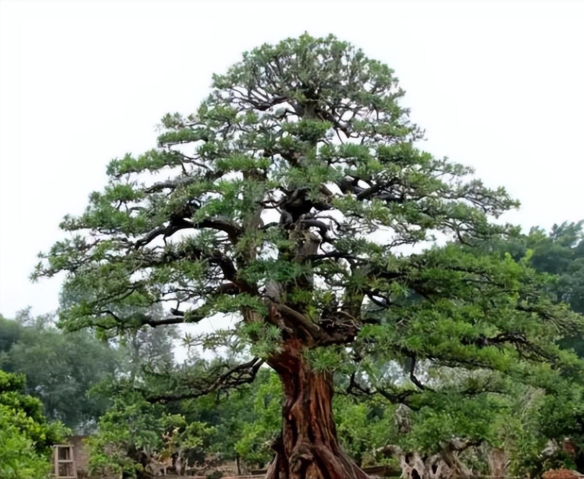 十八罗汉稀有价值,寿命最长的罗汉鱼