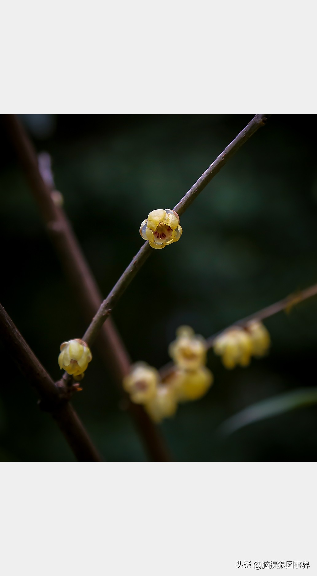 腊梅花特写怎么拍照好看,拍一枝腊梅花怎么拍出高级感