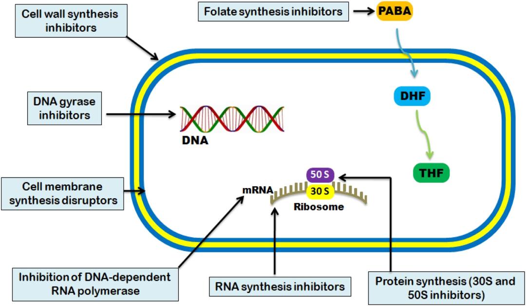 细菌感染使用抗生素药有哪些,皮肤细菌感染抗生素