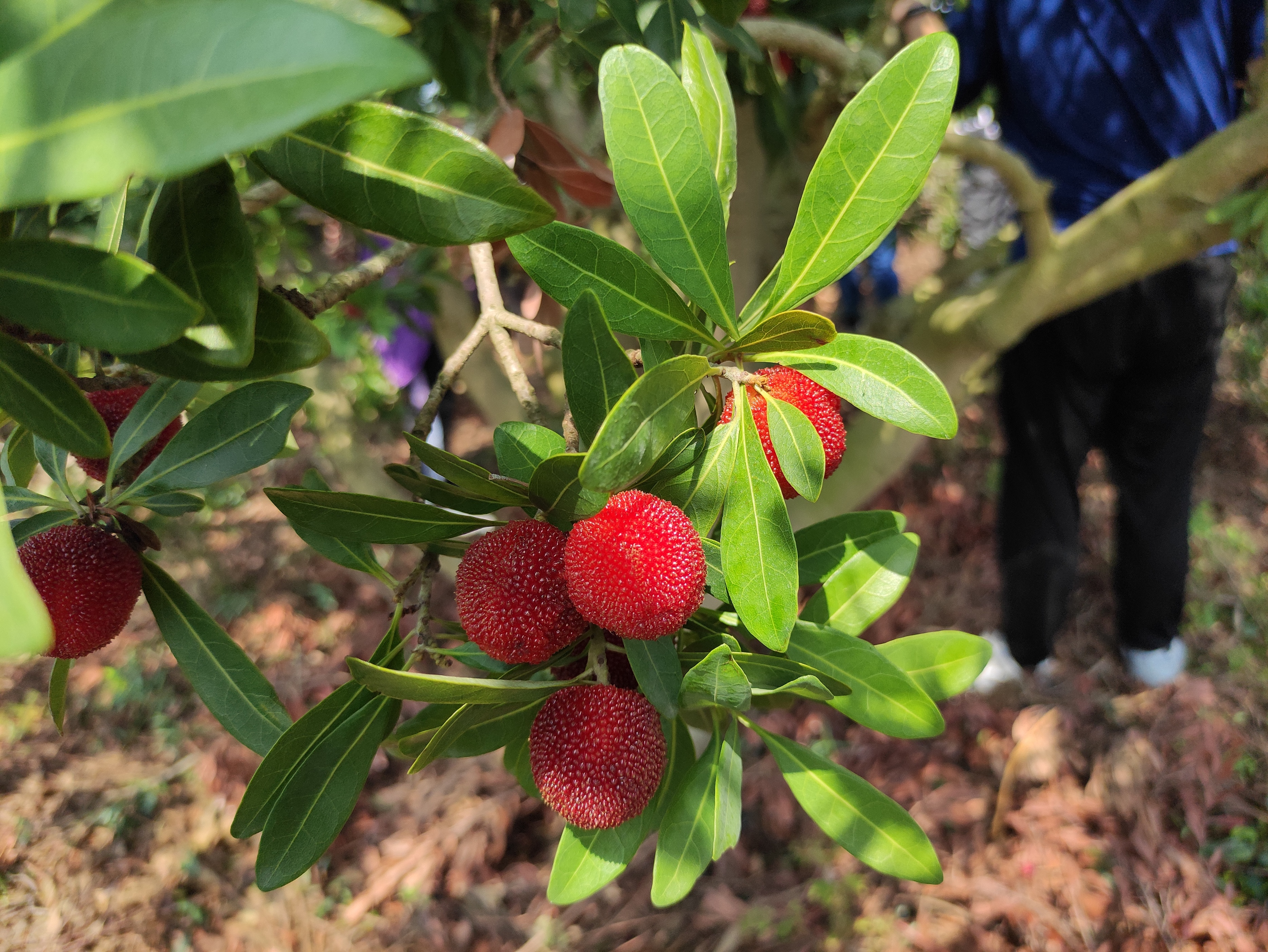 苏州东山杨梅几月份成熟,苏州东山杨梅还是西山杨梅好吃