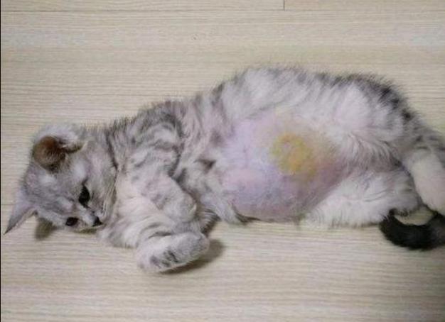 奶猫腹部稍硬就是要排便,奶猫体检