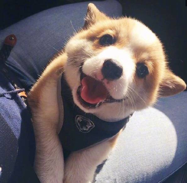 狗狗出门乱跑,狗狗出门老是吠怎么办