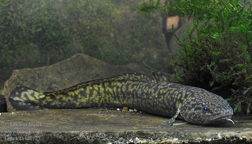 黑龙江鱼类大全名称,黑龙江十大出名鱼排名