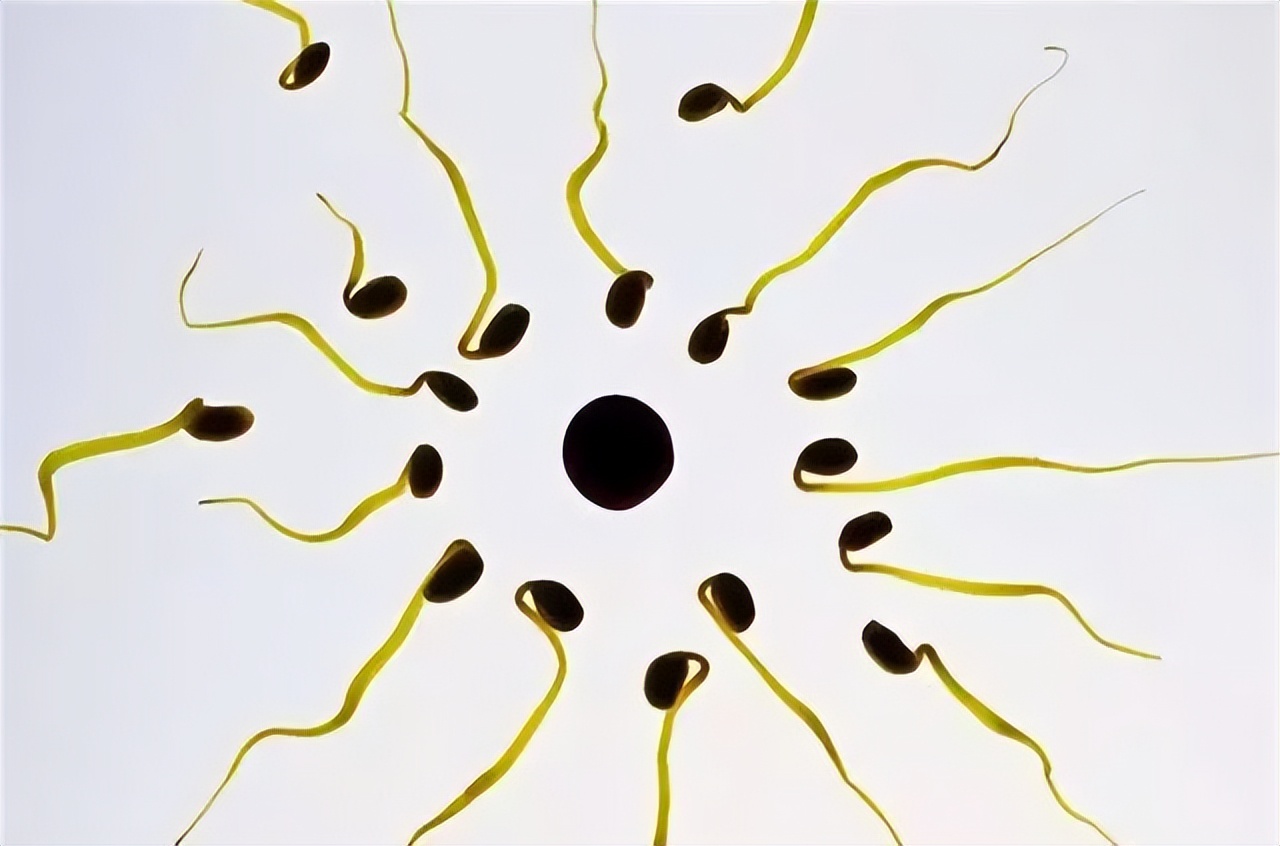 颠覆你认知的跑步,精子跑得快就一定与卵子结合吗