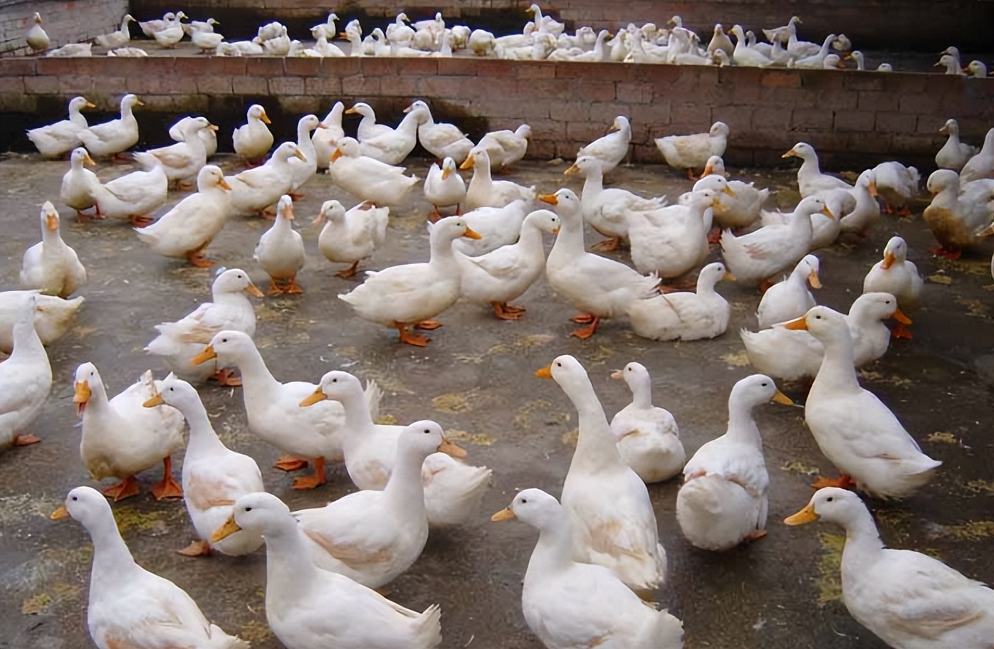 鸭子脱肛是什么原因蛋鸭脱肛是什么原因种鸭脱肛的原因和解决方案