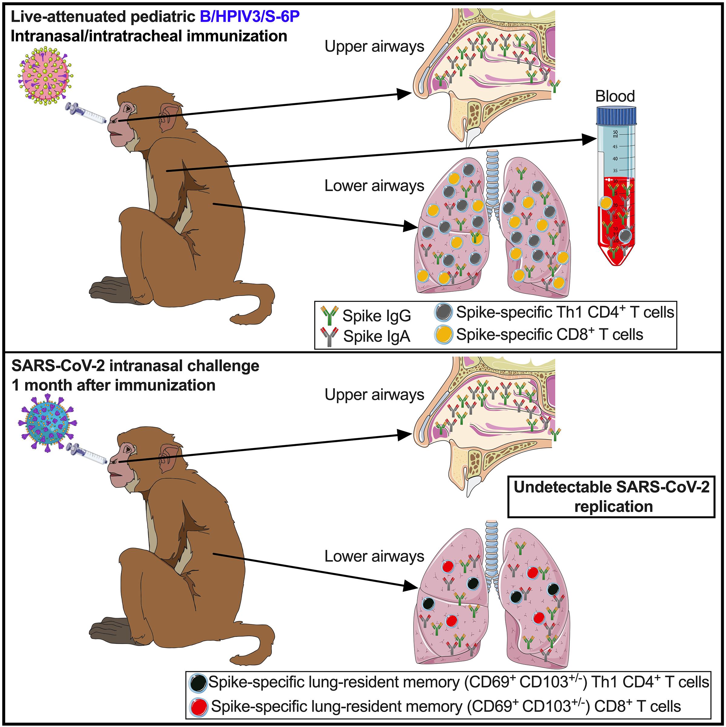 鐮旂┒sars-cov-2鐥呮瘨,cov2鍙樺紓鐥呮瘨鐤嫍