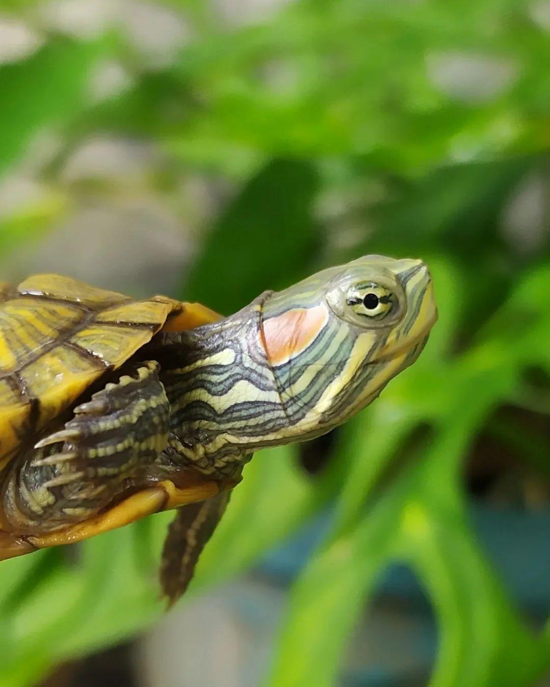 巴西龟龟壳发白有腐皮,巴西龟爪子发白怎么治