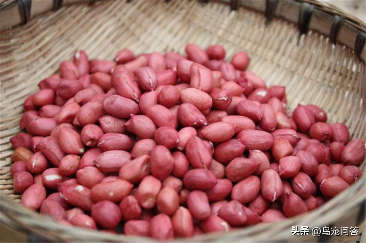 鹦鹉怎么增重,玄凤鹦鹉配粮增重