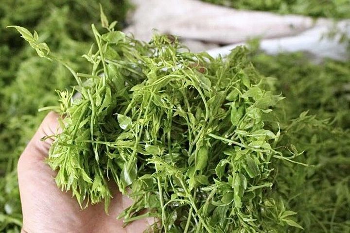 来凤藤茶天然调理茶,来凤藤茶原生态养生茶