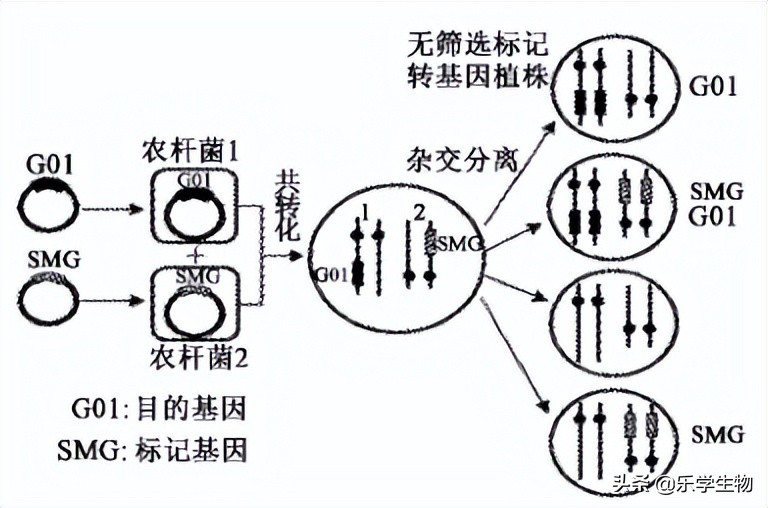 2024届高三生物模拟试题新高考,t8联考2022届第二次联考生物答案