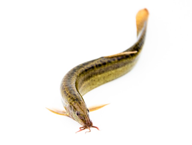 养殖泥鳅一亩赚多少钱了,一亩养殖3000000尾泥鳅视频