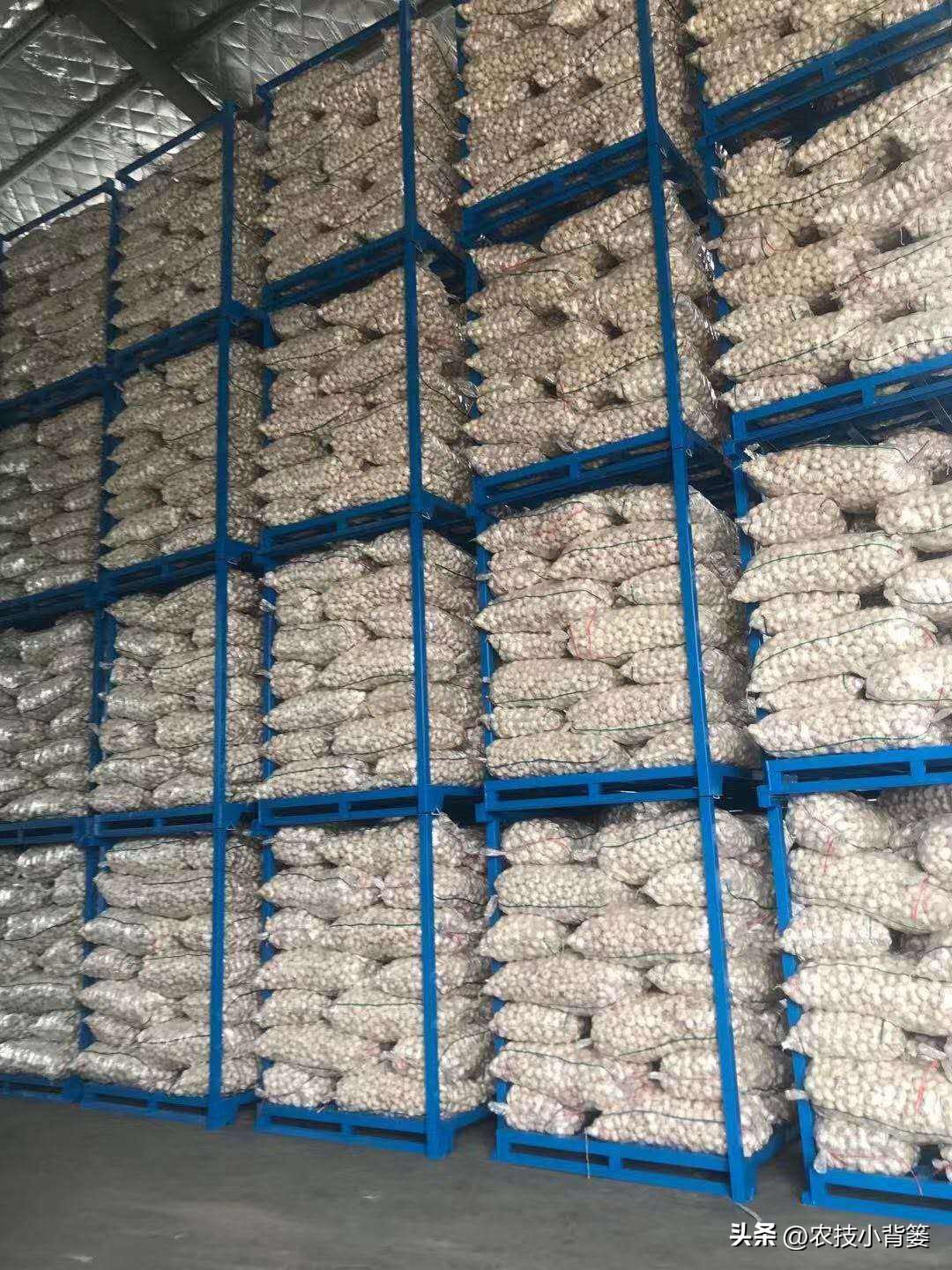 种植大量的大蒜怎么储藏,大蒜长期保鲜储存的正确方法