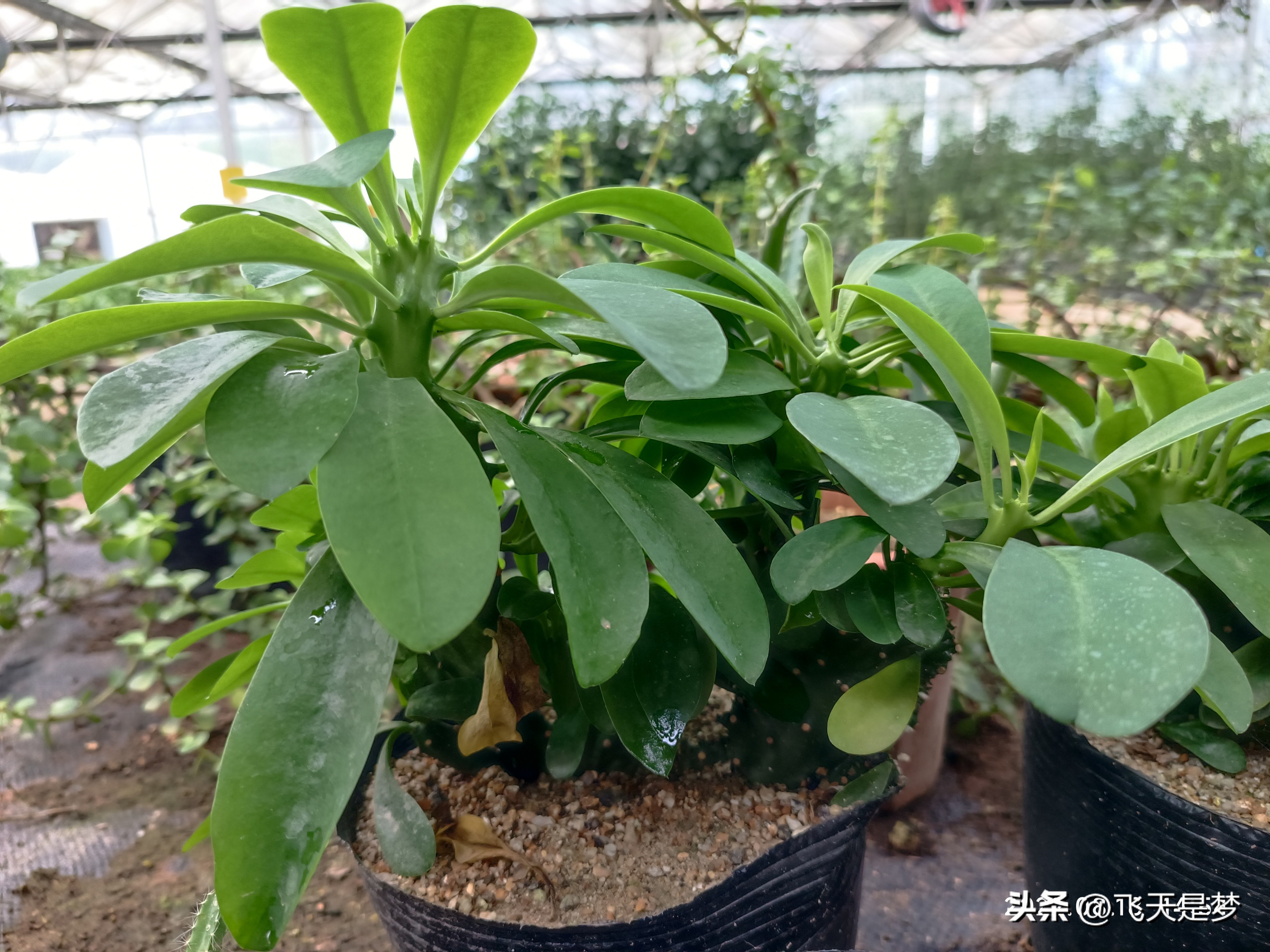 玉麒麟树的养护,玉麒麟好养吗