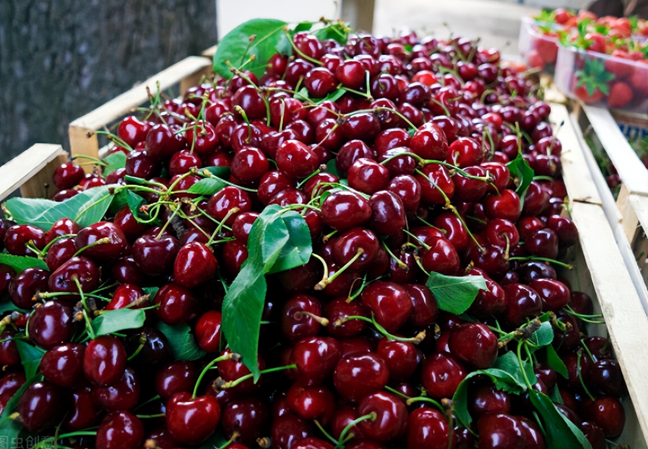 盆栽樱桃需要注意什么,盆栽樱桃的管理方法