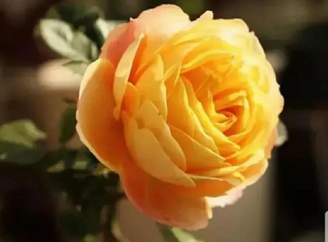 月季蔷薇玫瑰三者的区别图,蔷薇月季玫瑰的区别和联系