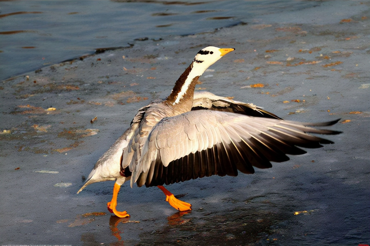 为何很多动物都怕猫,为什么有好多动物怕鹅的粪便
