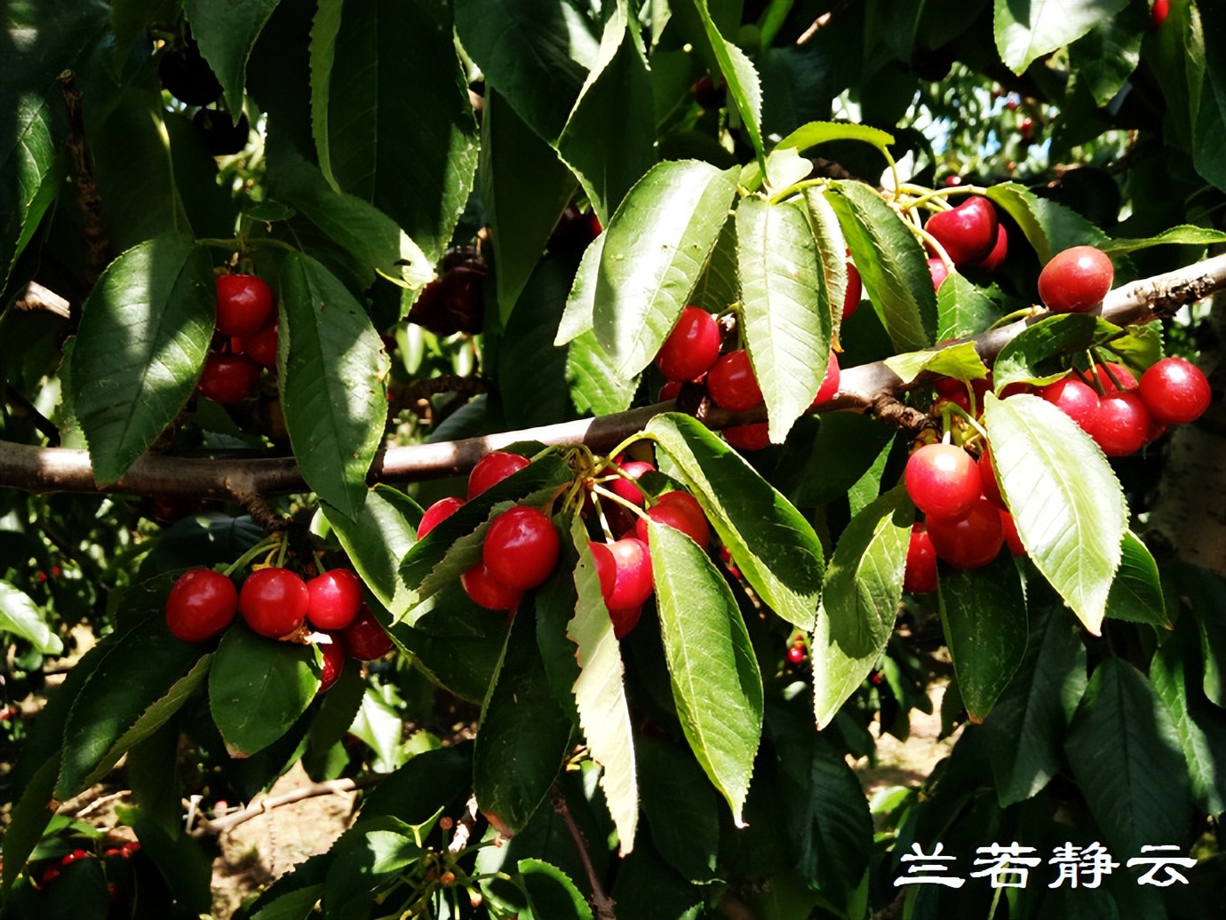 澳洲·墨尔本：到酒庄免费品酒，付5澳元到樱桃园吃到撑