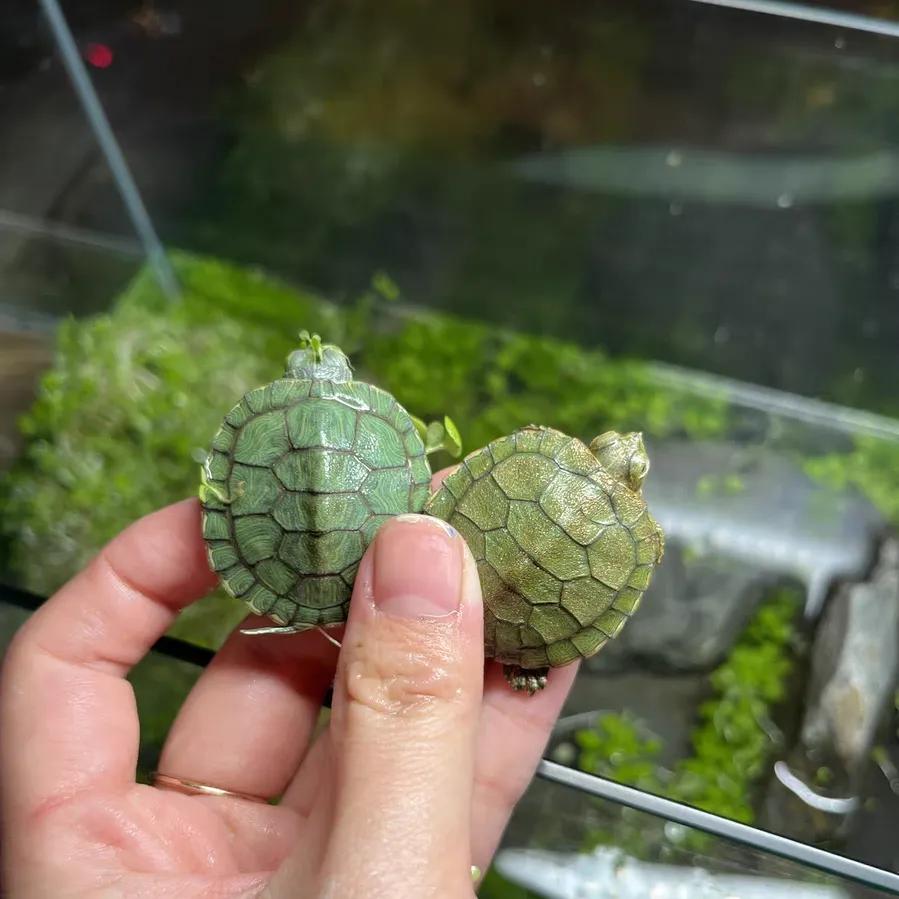 巴西龟密西西比红耳龟,十大智商最高的龟巴西红耳龟