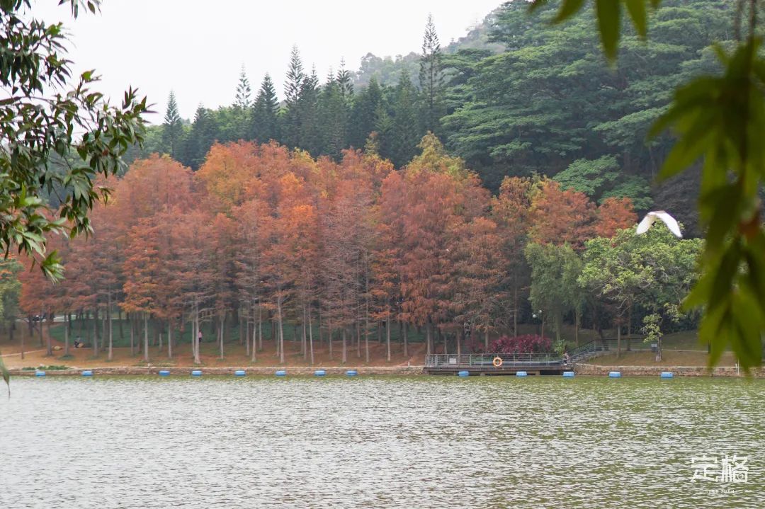 深圳地铁能直达的免费景点宝安区,深圳地铁直达免费玩的海滩