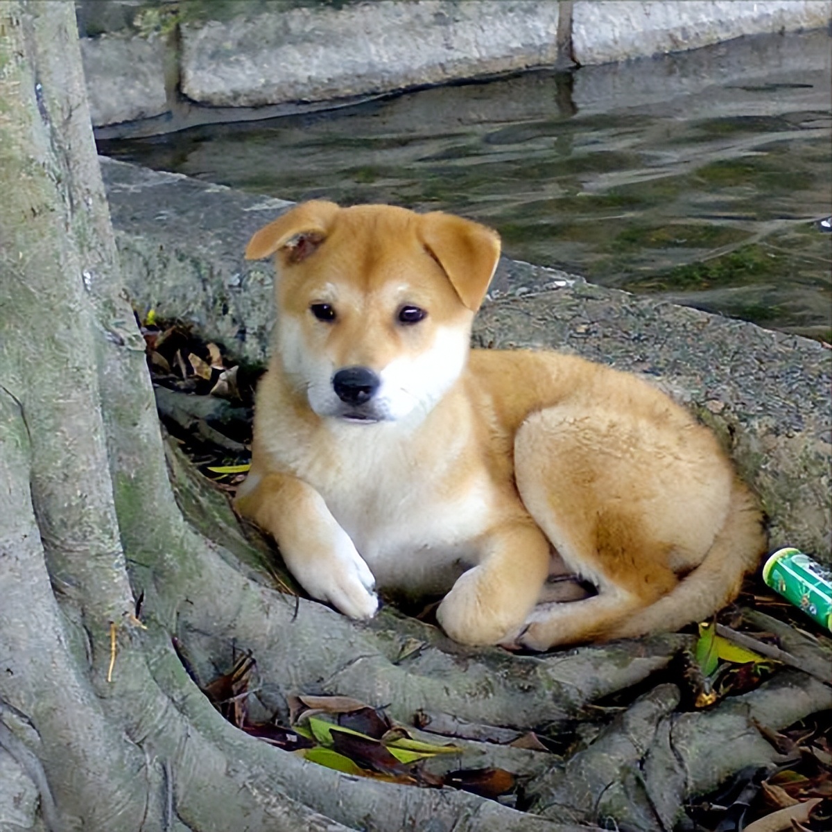 中华田园犬被列入名犬,中华田园犬有什么优点和缺点