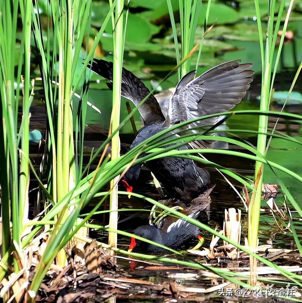 荷花绽放美如画夏日赏荷正当时,入夏荷花香赏荷正当时