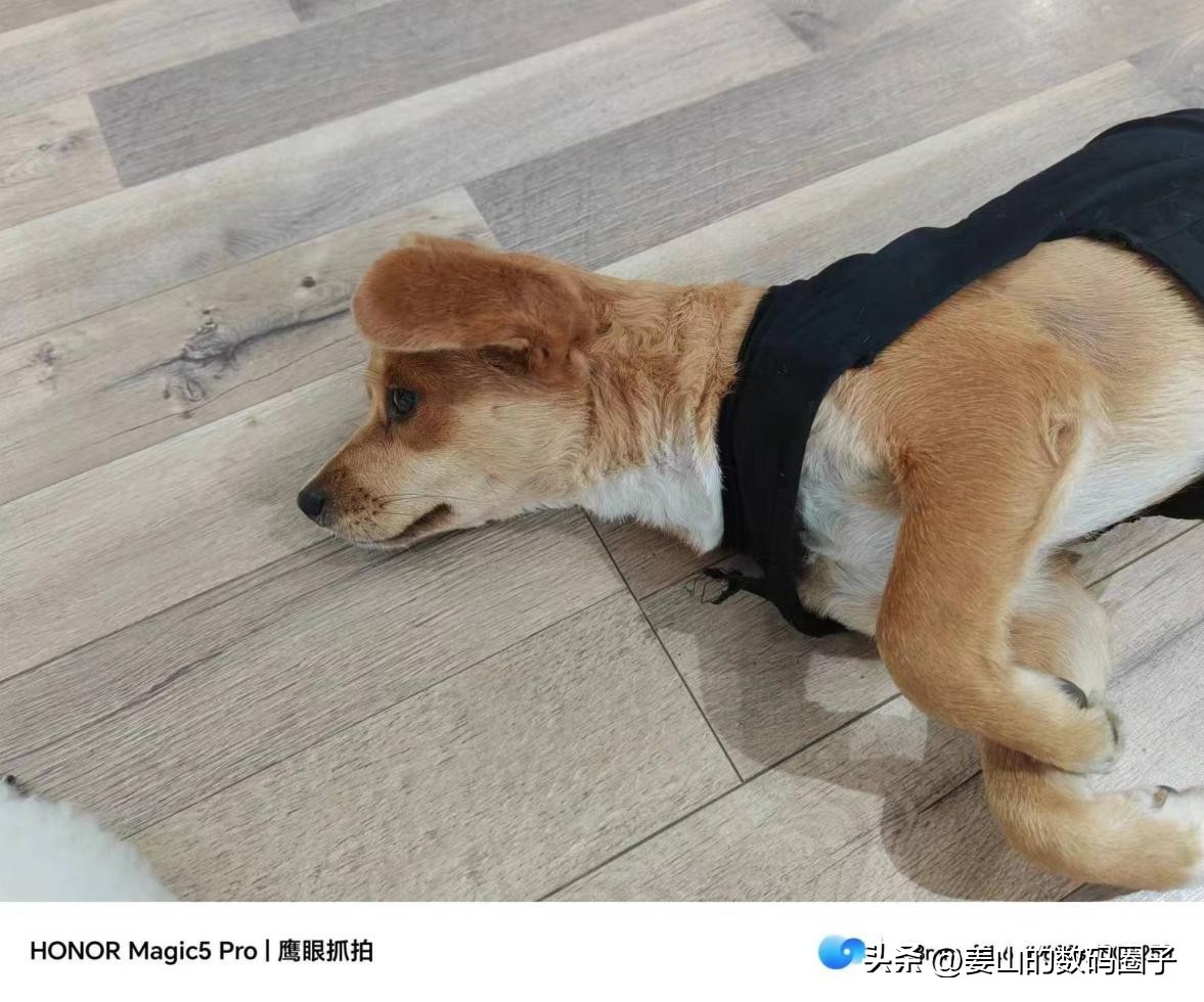 荣耀magic5pro对比苹果14promax,荣耀magic6pro和苹果14promax