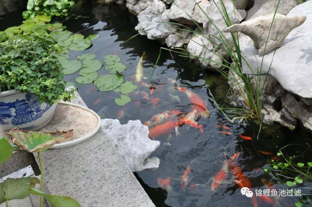 锦鲤鱼池下过滤池底粪便如何清除,锦鲤鱼池过滤仓用什么做盖子好