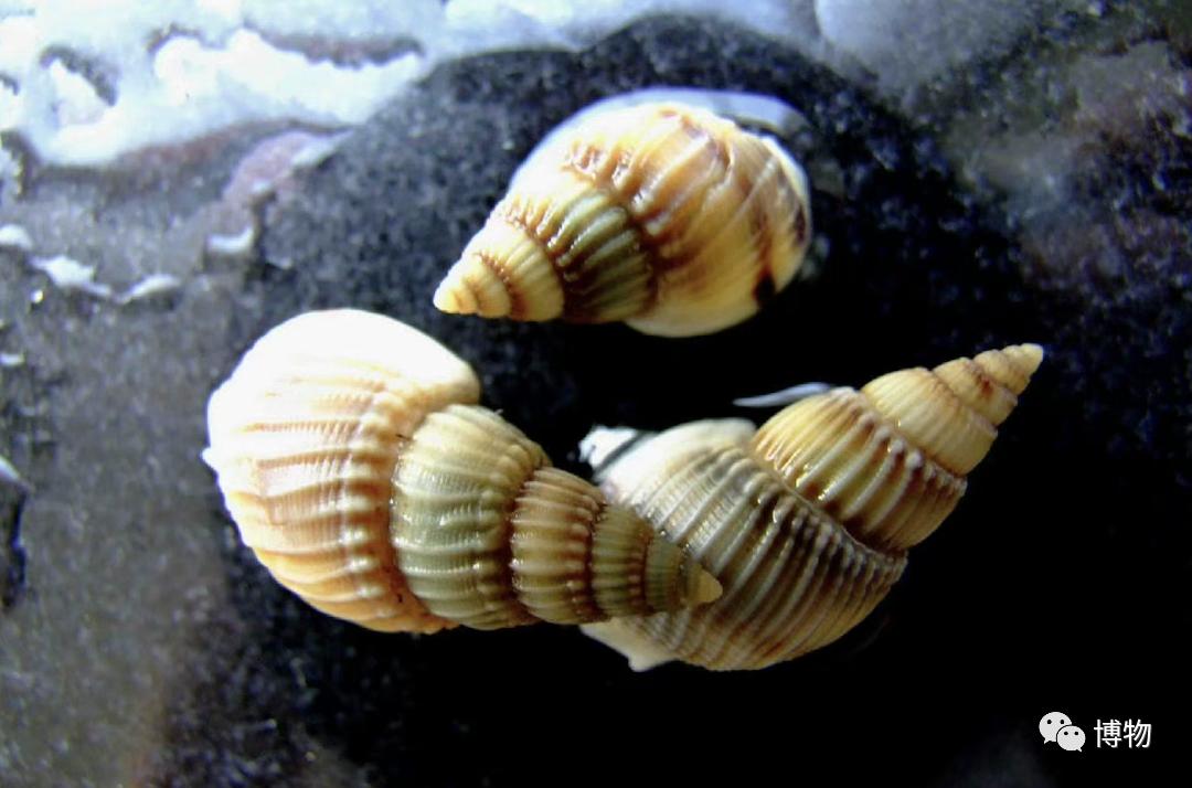 吃螺有粘液可以直接吃吗,吃了螺不能吃什么