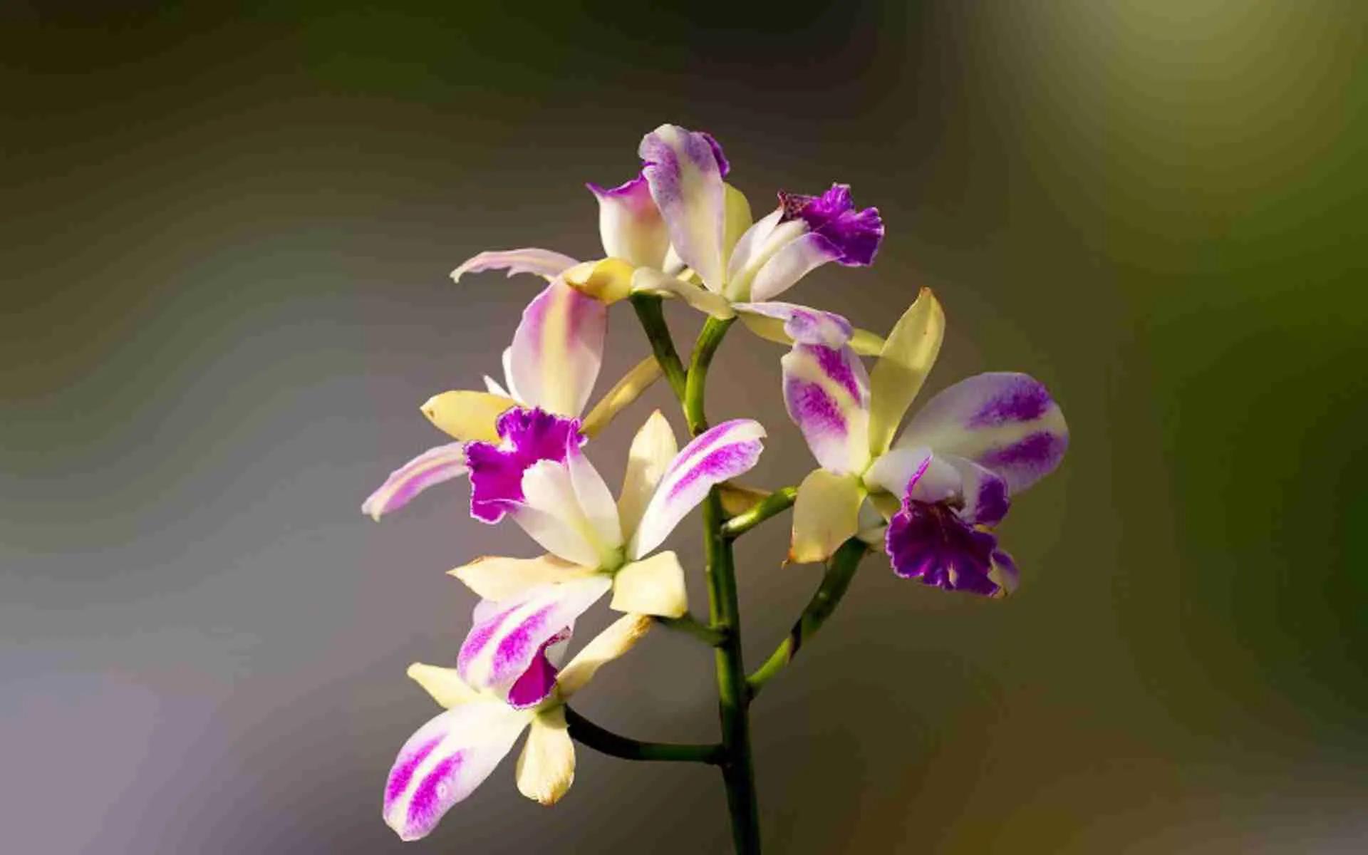 被评为中国传统十大名花,中国十大传统名花ppt