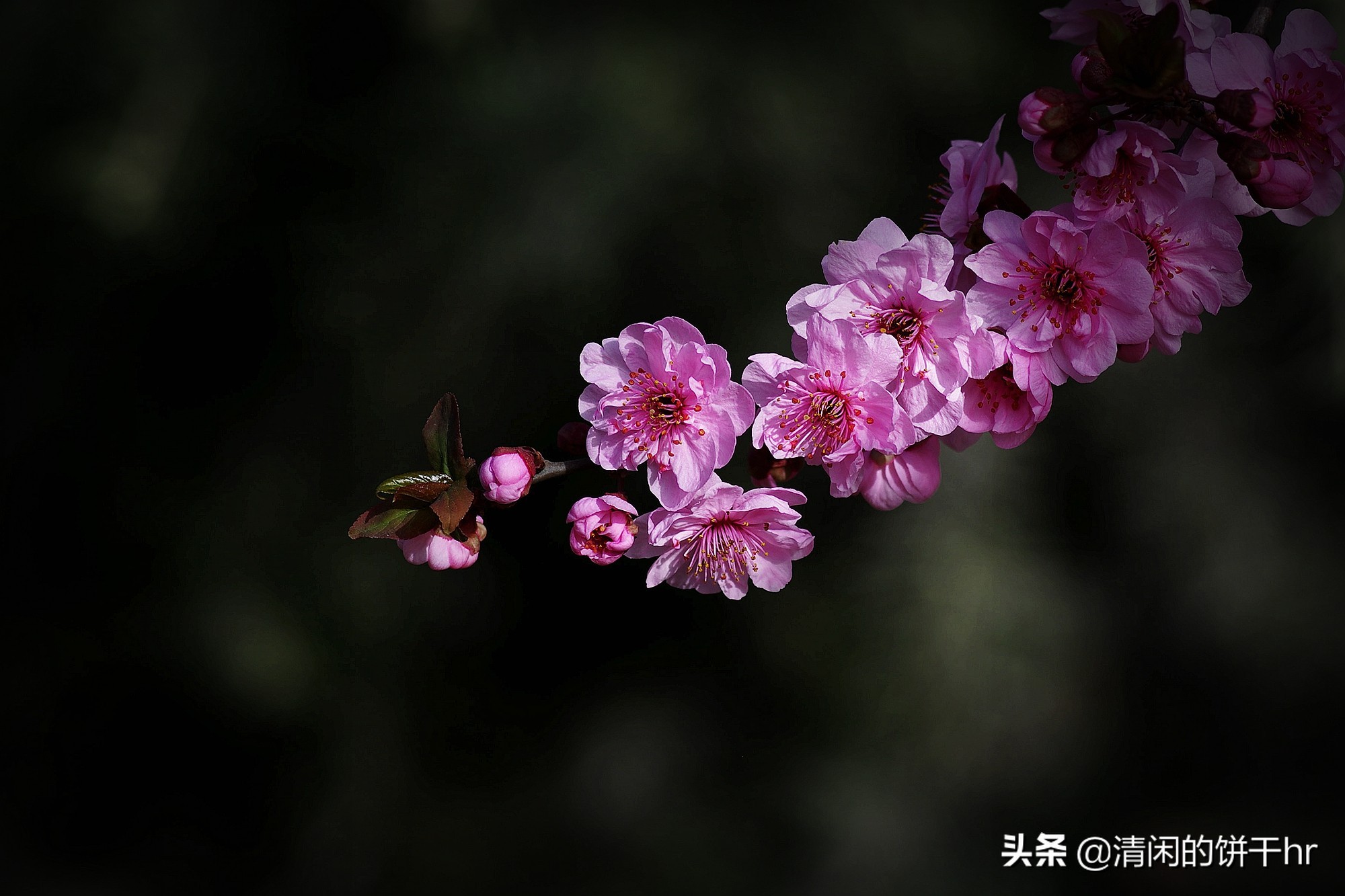 淡雅书香梅花唯美图片,淡雅梅花花卉图片