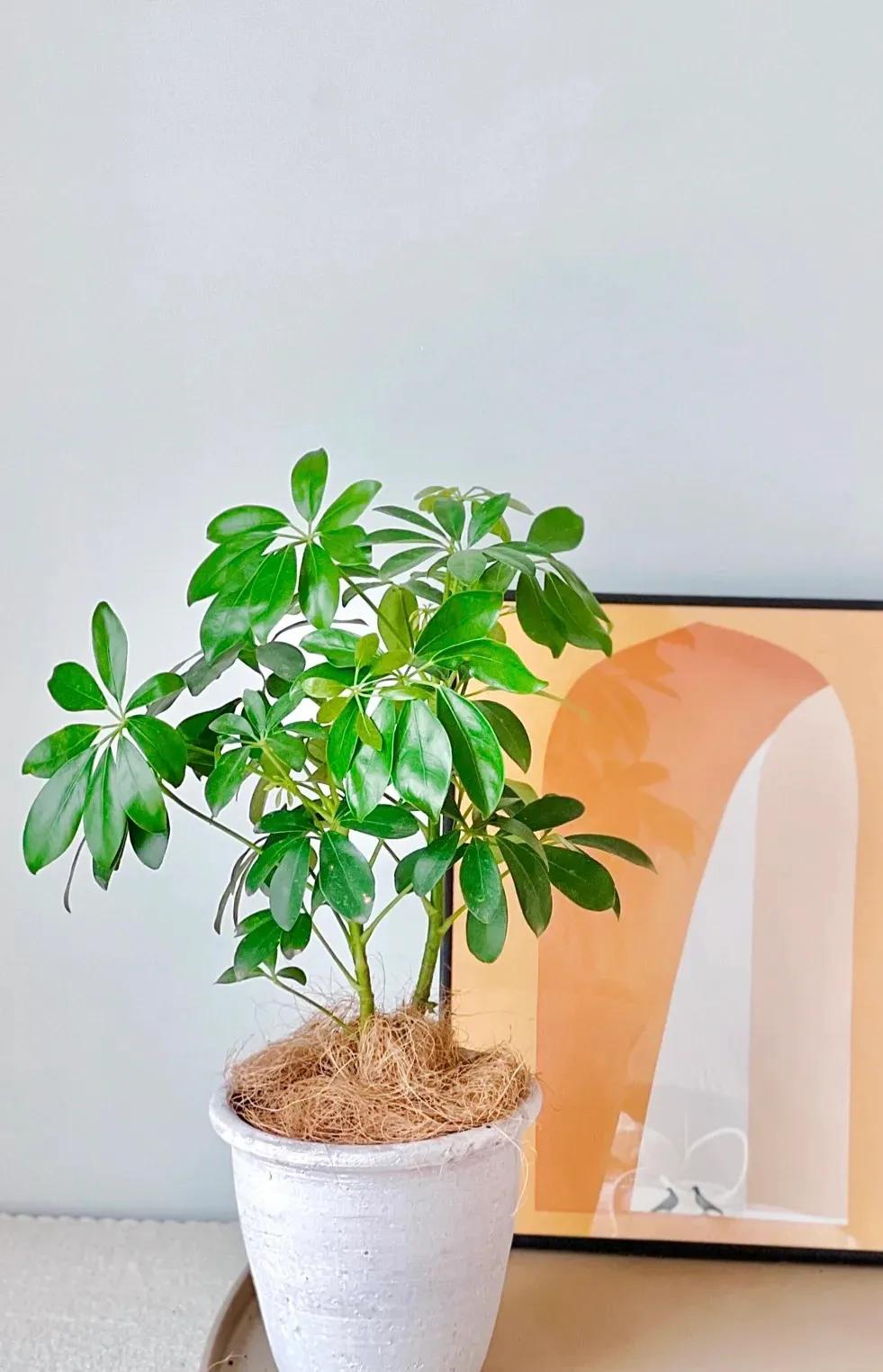 3种花是甲醛克星,室内吸甲醛最好的10种花