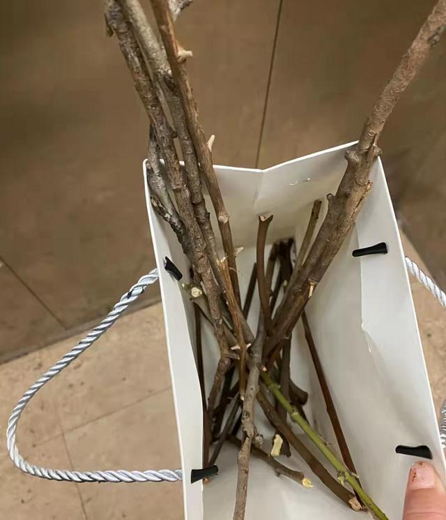 垃圾别丢，顺手改造个“花盆”，一年能省不少钱