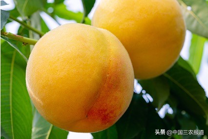 黄桃罐头对发烧有缓解作用吗,如果感冒发烧吃黄桃罐头可以好吗