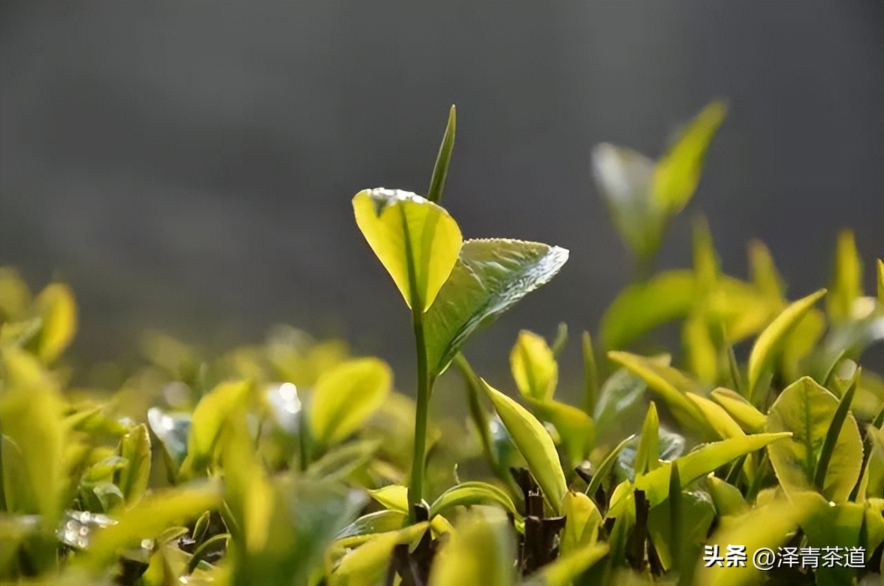 写春天的著名唐诗宋词加赏析,十首描写春天的宋词