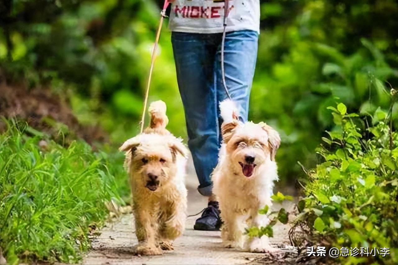 蜱虫咬人死亡率多少,蜱虫咬后死亡率新闻