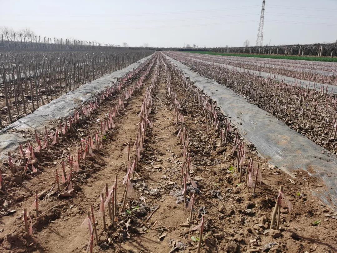 陕西杨凌：特色小苗木敲开“致富门”