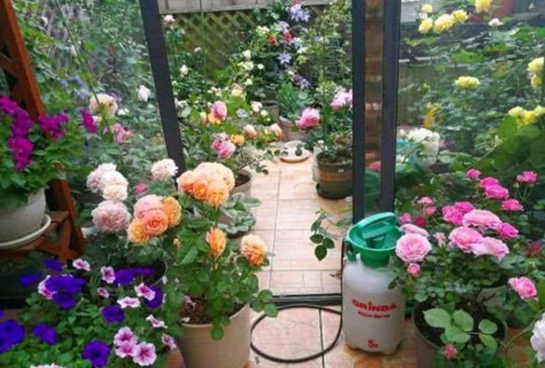 营养液浇花的最佳方法,水养的花怎么自制营养液