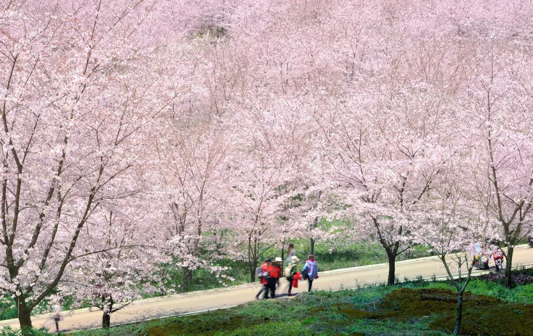 贵州安顺平坝万亩樱花园,安顺平坝樱花园面积有多少