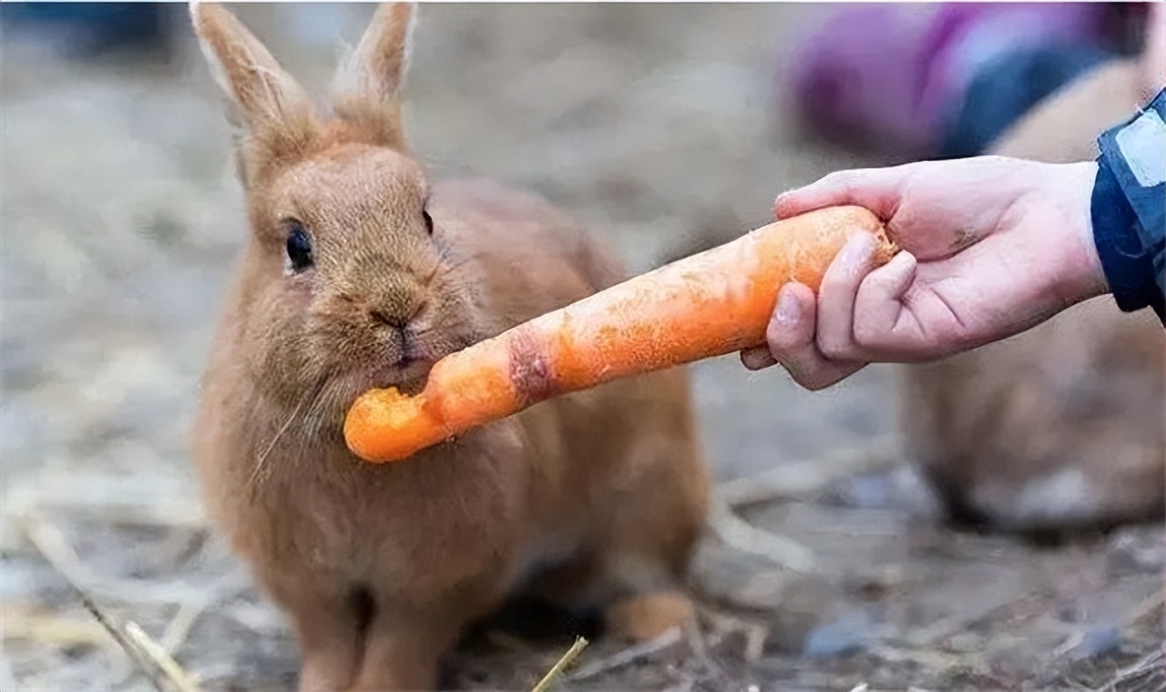 澳大利亚野兔泛滥成灾体重近百斤,澳大利亚野兔成灾野兔上百斤