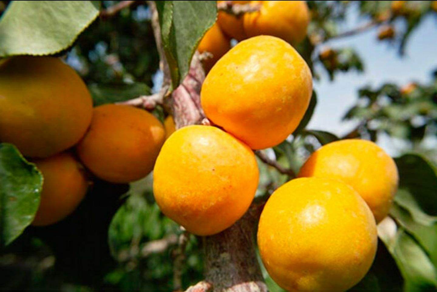 甘肃的什么地方的水果最好吃,甘肃的特色水果是什么