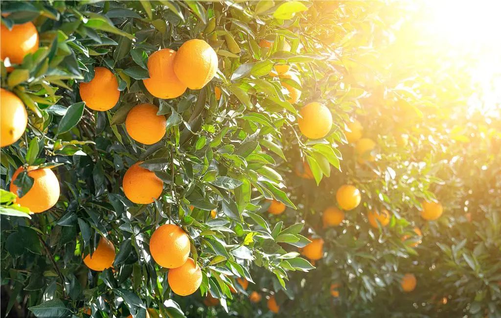 农产品加工如何破局,农产品同质化产品