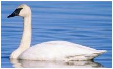 鸟类在分类学中统称为什么,鸟纲分类总表