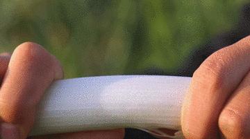 他种的大葱，比姚明高一头