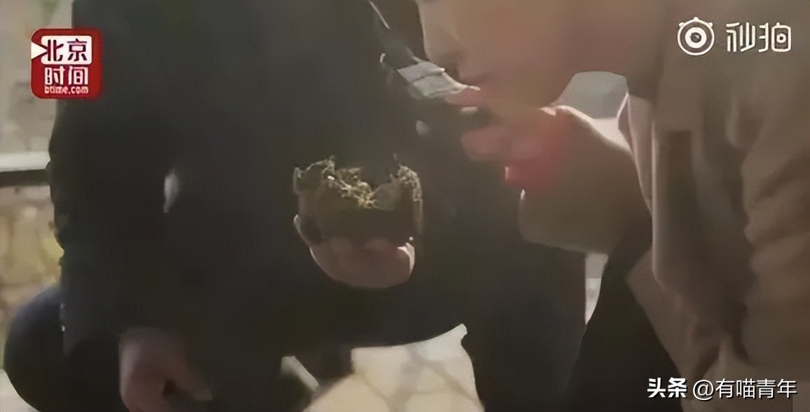 非洲雄狮打群架,俄罗斯战斗民族跟狮子打架