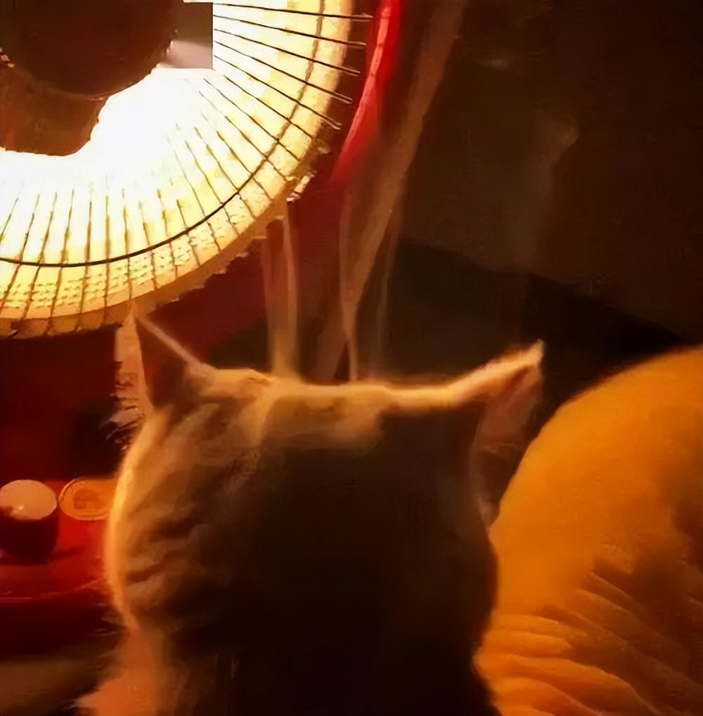 冬季猫咪取暖好物，你pick哪个？