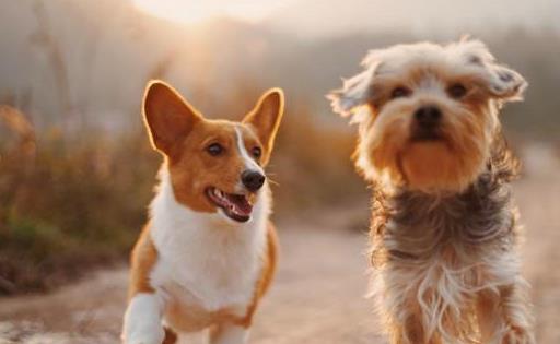 狗狗38.9是发烧吗,狗狗体温38.1算正常吗