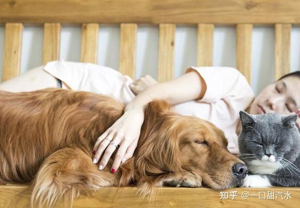 狗狗要睡觉会不会喘气,狗狗要睡床上怎么办